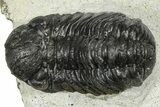 Bargain, Austerops Trilobite - Ofaten, Morocco #372445-1